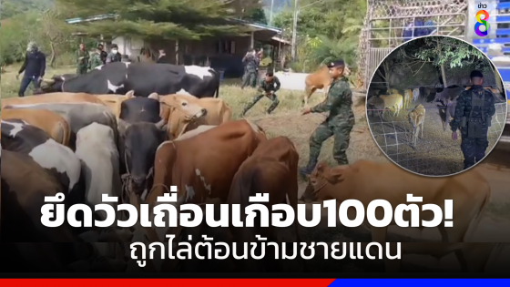 ตรวจยึดวัวเถื่อนเกือบ100ตัวถูกไล่ต้อนข้ามชายแดน