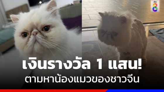 เจ้าของน้องแมวชาวจีน ตั้งรางวัลใครพบแมวนำมาคืน จ่าย 100,000 