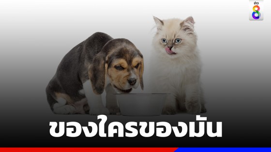 สัตวแพทย์ เตือนคนเลี้ยงหมา-แมว อย่าให้กินอาหารสลับกัน เสี่ยงเกิดโรคร้าย