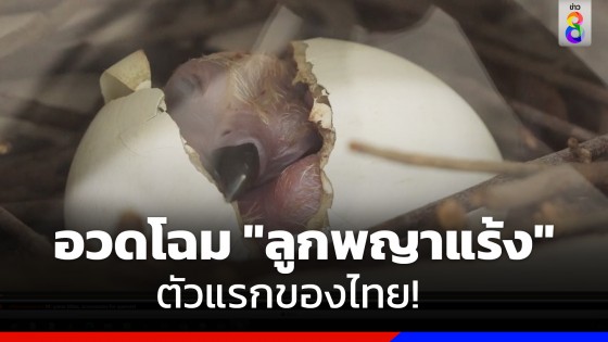 ตัวแรกของไทย! สวนสัตว์โคราชเปิดตัว "ลูกพญาแร้ง" เพศเมีย หลังรอมากว่า 30 ปี