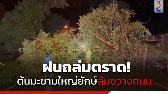 ฝนถล่มตราด! ต้นมะขามใหญ่อายุ 20 ปี ล้มขวางถนน เจ้าหน้าที่เร่งเคลียร์เส้นทาง