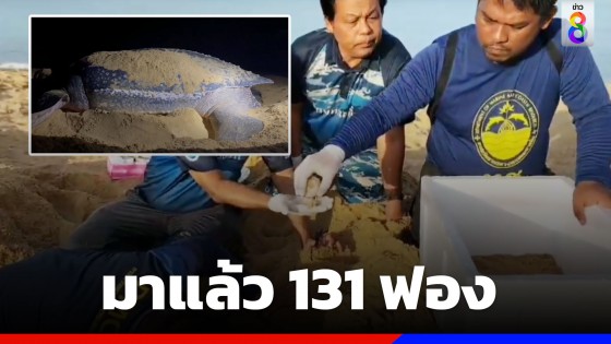 เต่ามะเฟืองขึ้นวางไข่ 131 ฟอง รังที่ 6 ของฤดูกาล