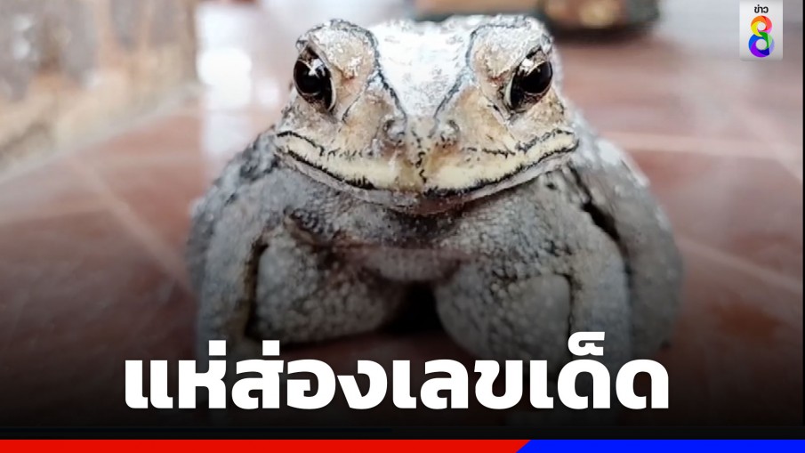 แห่ส่องเลขเด็ด คางคกลูกครึ่ง เชื่อมาให้โชค
