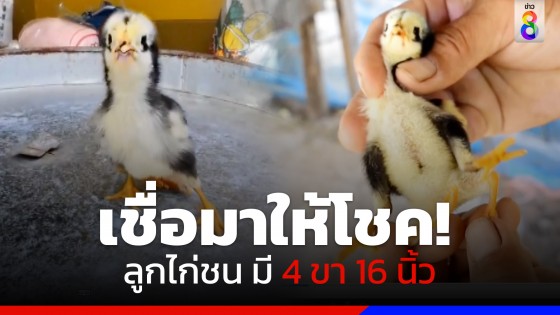 ฮือฮา! ลูกไก่ชน มี 4 ขา 16 นิ้ว เจ้าของบอกไม่ขาย-เชื่อให้โชค