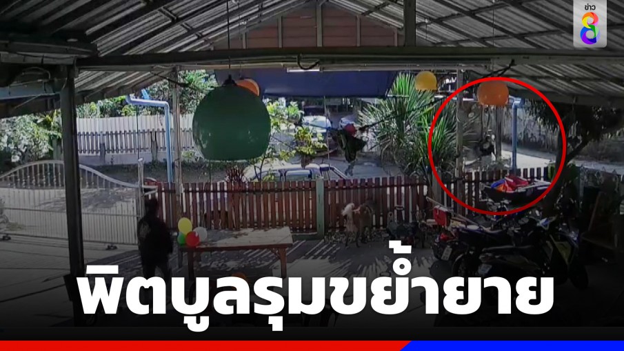 อีกแล้ว! ฝูงพิตบูลรุมขย้ำยายวัย 76 สาหัส โชคดีช่วยได้ทัน