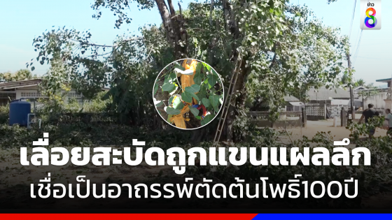 ชาวบ้านเชื่ออาถรรพ์ตัดต้นโพธิ์100ปี เหตุเลื่อยสะบัดบาดแขนฉกรรจ์