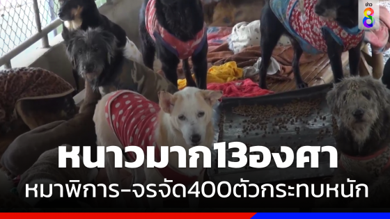 "ลำปาง" 13 องศา  "หมาพิการ - จรจัด" กว่า 400 ตัว กระทบหนัก