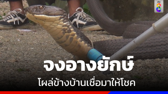 ตะลึง ! "จงอางยักษ์" โผล่  แห่ส่องบ้านเลขที่เชื่อมาให้โชค