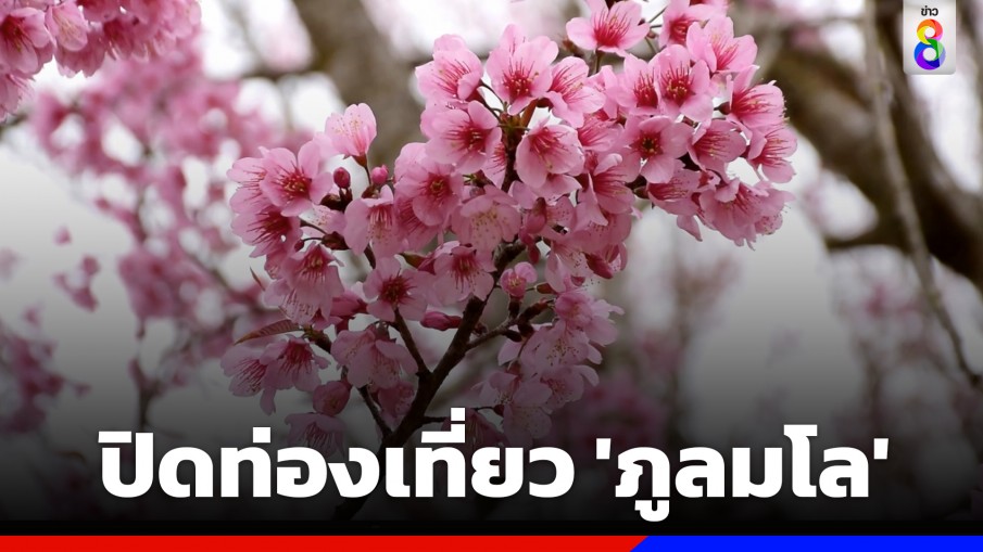 อุทยานฯภูหินร่องกล้า ประกาศปิดท่องเที่ยว "ภูลมโล" เพื่อให้ธรรมชาติฟื้นตัว