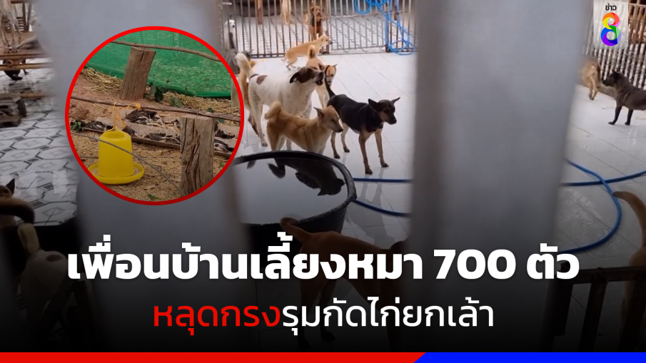 เพื่อนบ้านเลี้ยงหมา 700 ตัว หลุดกรงรุมกัดไก่ยกเล้า