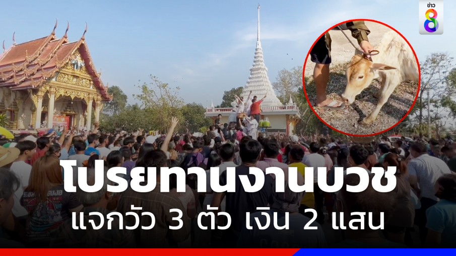 บวชทั้งที! โปรยทานแจกวัว 3 ตัว เงินอีก 2 แสน ชาวบ้านแห่ร่วมงานแน่นวัด