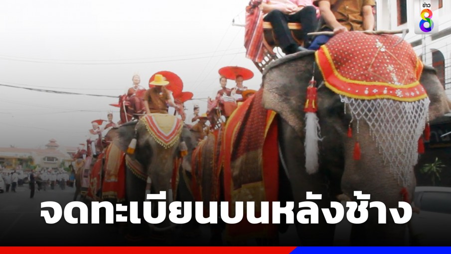 สุรินทร์จัดกิจกรรม จดทะเบียนบนหลังช้างยิ่งใหญ่ที่สุดในโลก 