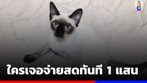 หนุ่มประกาศตามหา แมววิเชียรมาศ ใครเจอรับเงินทันที 1 แสน