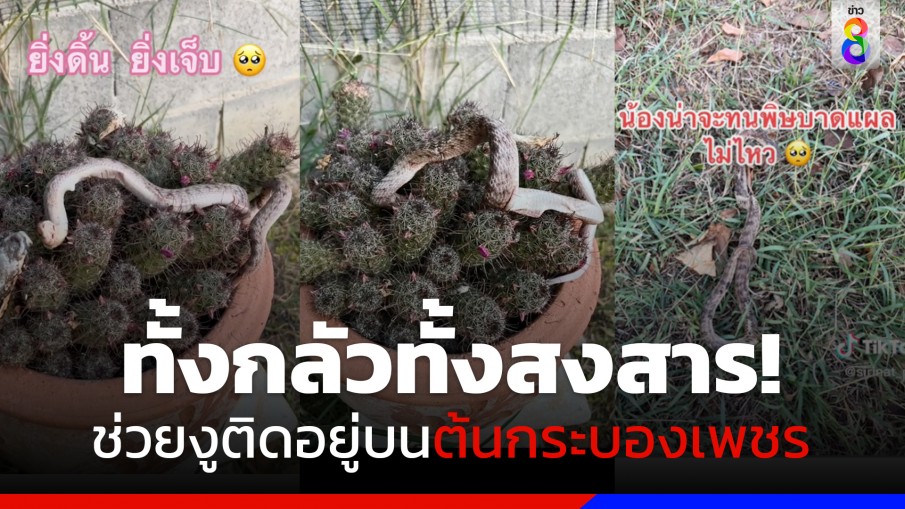 ทั้งกลัวทั้งสงสาร! สาวช่วย  "งู" ติดอยู่บนต้นกระบองเพชร