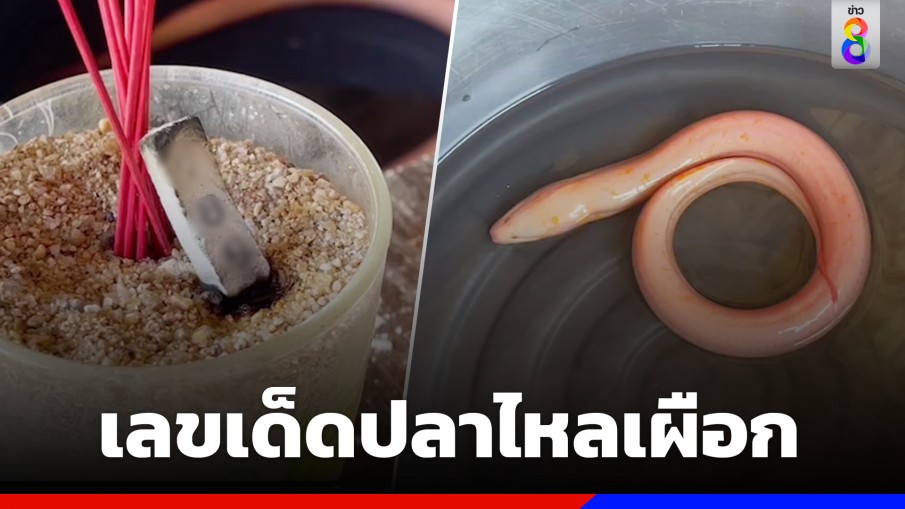 พรุ่งนี้รวย! ส่องเลขเด็ด "ปลาไหลเผือก" เชื่อมาให้โชค