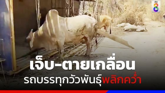 รถบรรทุกพ่วงรับจ้างชื้อขายวัวพันธุ์ กว่า 30 ตัว พลิกคว่ำ