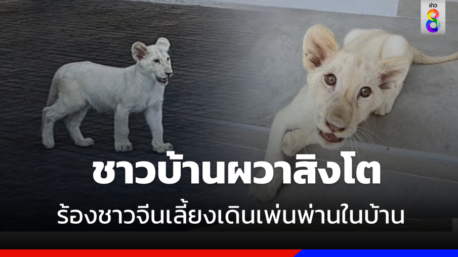 ชาวบ้านผวาสิงโต ร้องชาวจีนเลี้ยงเดินเพ่นพ่านในบ้าน หวั่นอันตราย