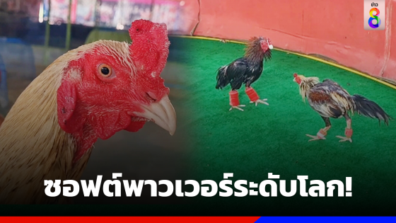 ซุ้มไก่มั่นใจ "ไก่ชน" เป็นซอฟต์พาวเวอร์ระดับโลกได้!