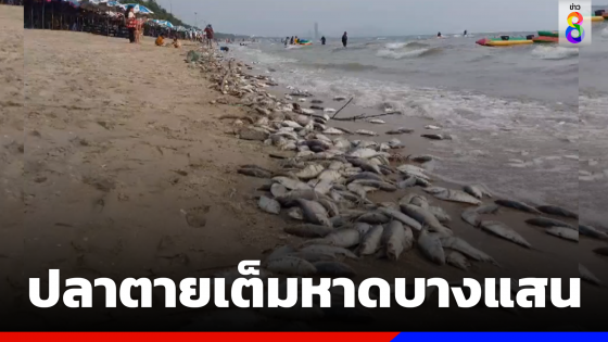 นักท่องเที่ยวตื่น! เจอปรากฏการณ์ประหลาดปลาลอยเกลื่อนหาดบางแสน