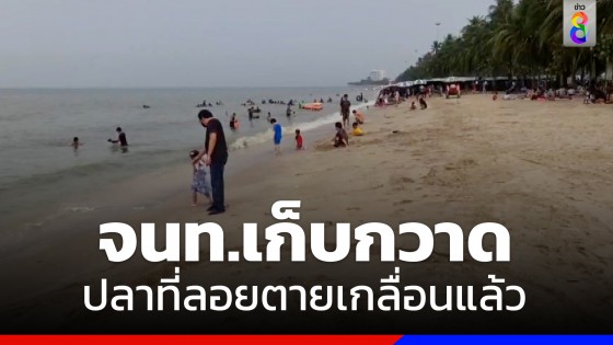 หาดบางแสน น้ำทะเลกลับมาใสสะอาดแล้ว หลังเจ้าหน้าที่เทศบาลเก็บกวาดปลาที่ลอยตายเกลื่อน