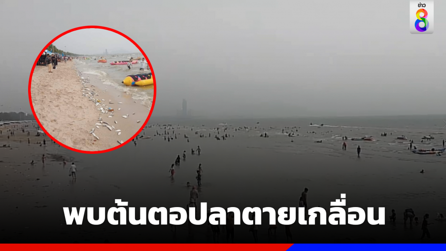 พบต้นตอปลาตายเกลื่อนหาดบางแสน