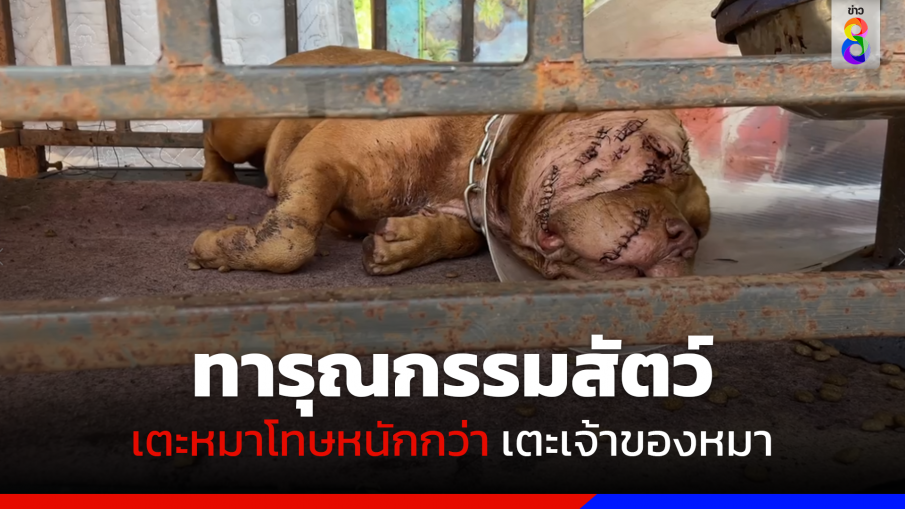 ทารุณกรรมสัตว์ "เตะหมา" โทษหนักกว่า "เตะเจ้าของหมา"