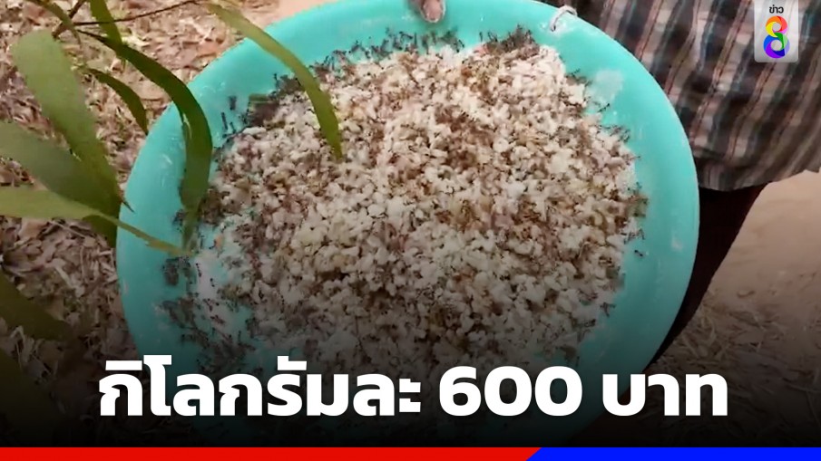 ชาวบ้านแหย่ไข่มดแดงขาย กก.600 บาท