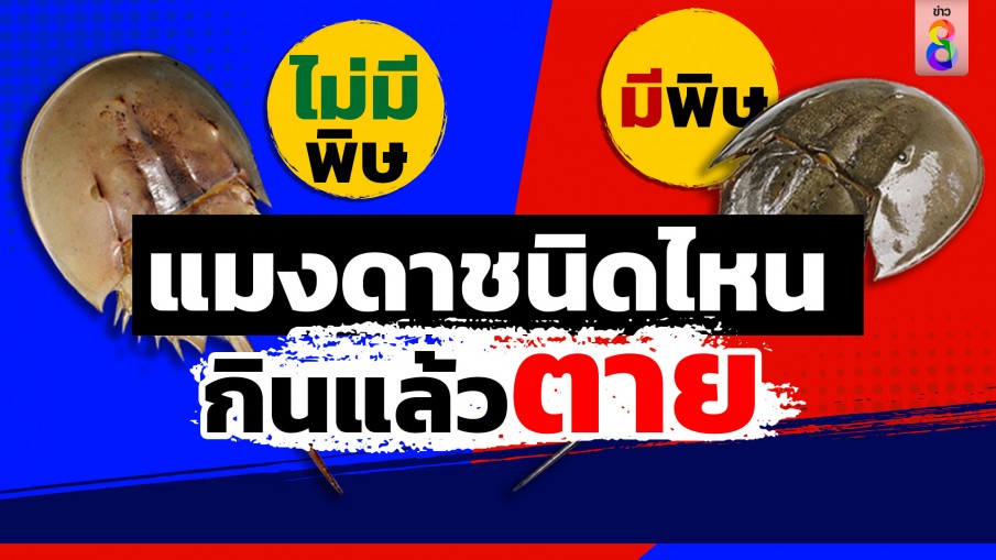 กินผิดถึงตาย !  เปรียบเทียบ แมงดาถ้วย VS แมงดาจาน