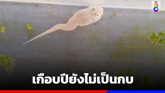 "ฮวก" ประหลาด เกือบปียังไม่เป็นกบ