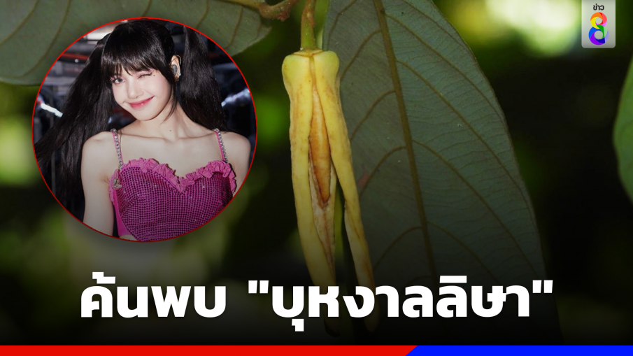 รันทุกวงการของจริง! นักวิจัย มช. สุดปลื้มค้นพบพืชชนิดใหม่ของโลก "บุหงาลลิษา"