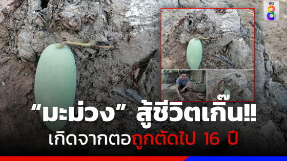 สู้ชีวิตเกิ๊น!! "มะม่วง" ผุดออกจากตอ หลังถูกตัดไปแล้วกว่า 16 ปี