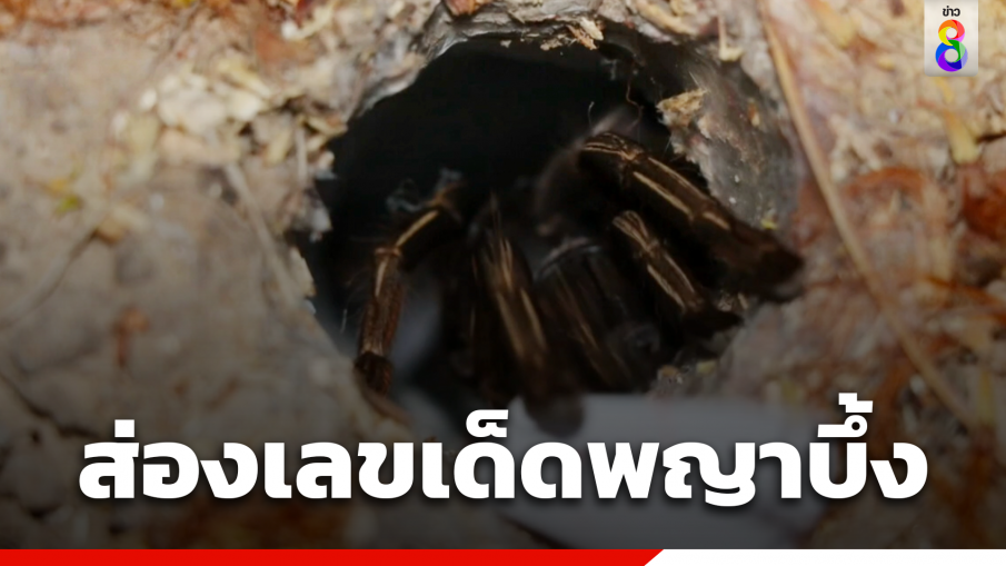 ส่องเลขเด็ดพญาบึ้งแม่ลูกอ่อน  