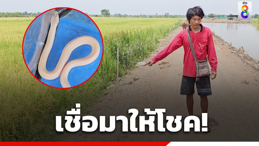 เชื่อมาให้โชค! ชาวบ้านพบลูกงูเห่าเผือกเลื้อยขึ้นบนคันนา