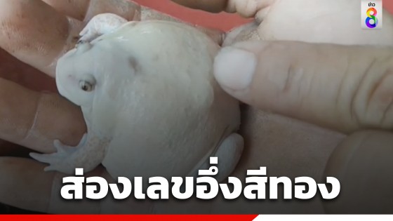 "อึ่งสีทอง" เชื่อมาให้โชค! ร้องอยู่หน้าบ้าน แห่ส่องเลขเด็ดหวังลุ้นรวย