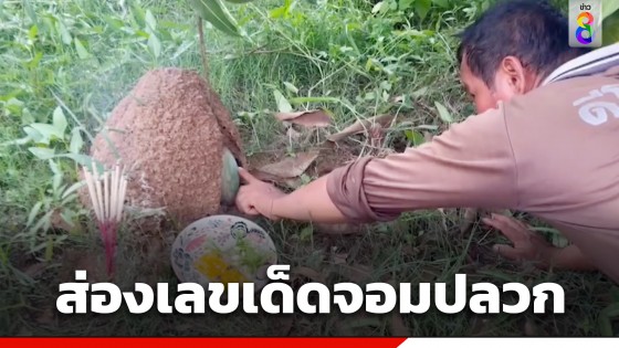 สุดแปลก! พบจอมปลวกทำรังโอบหุ้มผลมะม่วงทั้งลูก ชาวบ้านแห่จุดธูปขอโชค หวังลุ้นรวยงวด 16/05/66