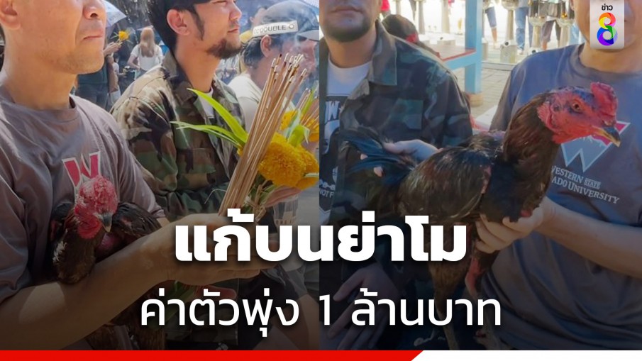 แก้บนสุดแปลกนำไก่ชนไหว้ย่าโม ค่าตัวพุ่ง 1 ล้านบาท