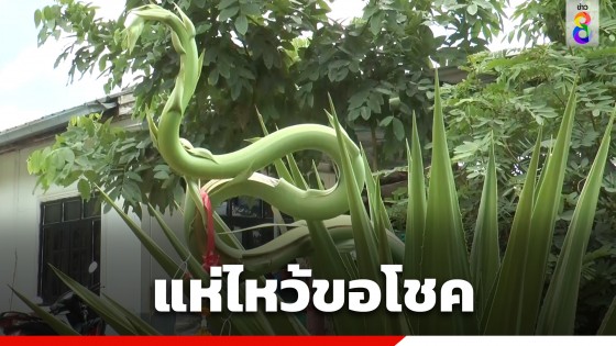 ชาวบ้านแห่ไหว้ขอโชค "ต้นศรนารายณ์"...