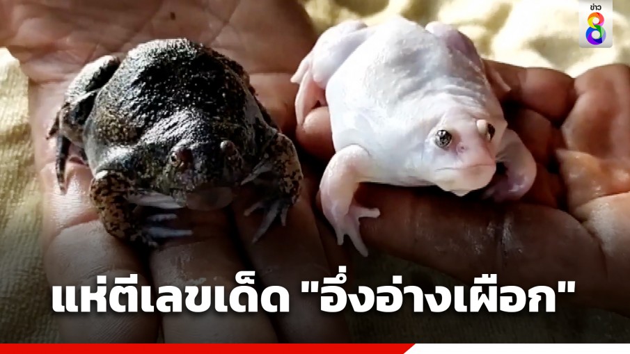 ชาวบ้านฮือฮาพบ "อึ่งอ่างเผือก" ปากทู่เหมือนฮิปโป แห่ตีเลขเด็ด