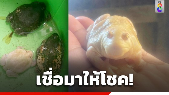 เชื่อมาให้โชค! หนุ่มสุโขทัยเจออึ่งสีทอง-อึ่งอ่างด่าง