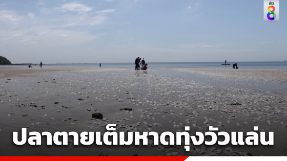 ปลาตายเกลื่อนหาดทุ่งวัวแล่น หลังเกิดแพลงก์ตอนบลูม ชาวบ้านแห่เก็บ