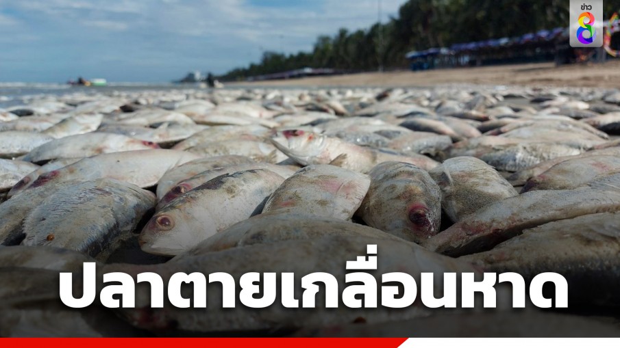 มักง่าย! เรือประมงทิ้งลงปลาหางโกยลงทะเล ซากปลาเกยตื้นหาดบางแสน เหม็นทั้งหาด 