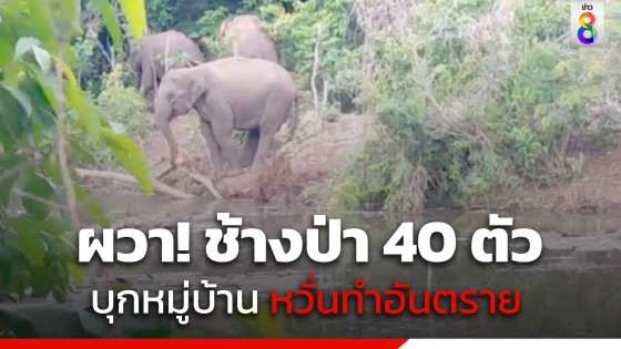 ชาวบ้านผวา! โขลงช้างป่า 40 ตัว บุกหมู่บ้าน ที่ จ.กาญจนบุรี