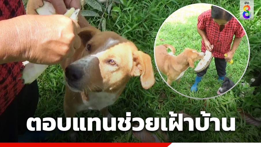 เจ้าของใจดี แกะทุเรียนให้หมากินวันละลูก ตอบแทนช่วยเฝ้าบ้าน