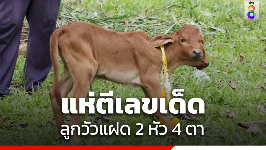 ชาวบ้านแห่ดู ลูกวัวแฝด 2 หัว 4 ตา นักเสี่ยงโชคไม่พลาดตีเลขเด็ด