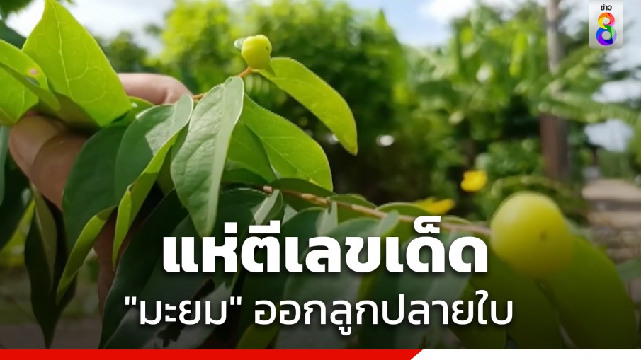 ฮือฮา! มะยมออกลูกปลายใบ เชื่อเป็นมงคล ให้โชคลาภ