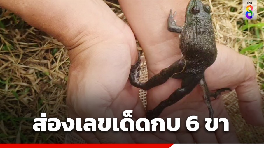 ฮือฮา! พบกบ 6 ขา ชาวบ้านแห่ตีเลขเด็ด เจ้าของเชื่อมาให้โชค