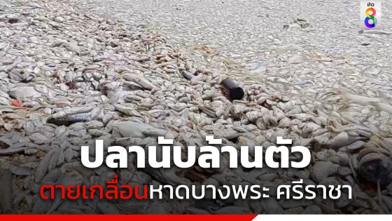 ตะลึง "หาดบางพระ" ปลาน็อกตายนับล้านตัวเกลื่อน น้ำทะเลกลายเป็นสีเขียว