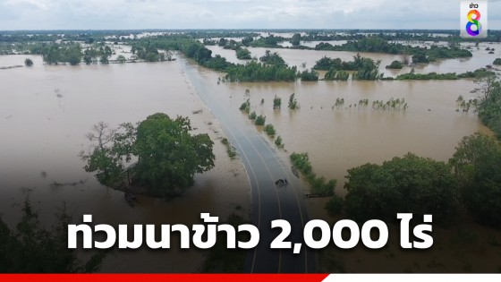 "ลำน้ำยัง" ปริมาณน้ำเอ่อล้นตลิ่ง ท่วมนาข้าวยโสธร กว่า  2,000 ไร่