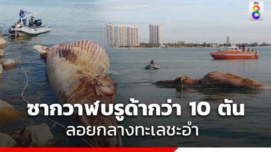 พบซากวาฬบรูด้ากว่า 10 ตัน ลอยกลางทะเลชะอำ คาดตายมาแล้ว 10 วัน เตรียมผ่าพิสูจน์