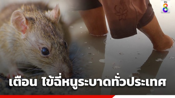 เตือนไข้ฉี่หนูกำลังระบาดทั่วประเทศ ป่วยแล้ว 2,700 ตาย 31-โคราชพบป่วย 91 ราย